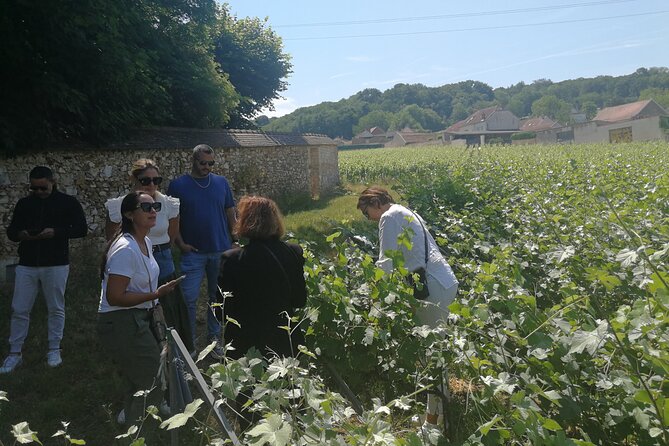 Full-Day Private Champagne Tasting in Reims and its Vineyards - Champagne Tasting at Mailly-Champagne