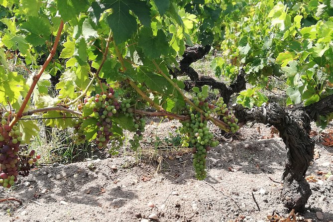 Full-Day Private Cultural and Gastronomic Adventure in Rioja - Authentic Rioja Cuisine in La Rioja