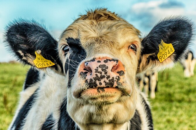 Full Day Private Cultural Tour in Dingle Peninsula - A Tour that Balances Scenic Drives and Cultural Highlights