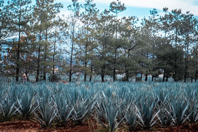 Full Day Private Guided Tour of Arandas Jalisco Distilleries - Starting Point and Logistics in Guadalajara