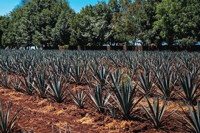 Full Day Private Guided Tour of Arandas Jalisco Distilleries - Food, Souvenirs, and Additional Costs