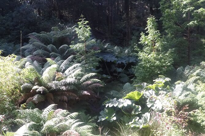 Full-day Private Mizen Head tour from Killarney - Scenic Drive Through Killarney National Park and Caha Pass