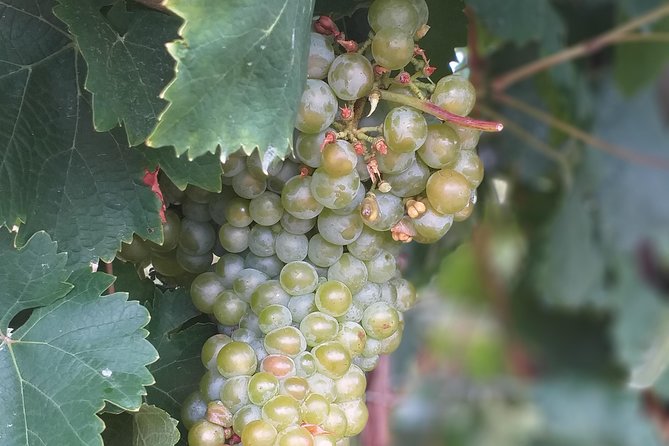 Full day Private Prosecco Tour, with certified Sommelier - Stop at the Honesty Shop with Vending Prosecco Machine