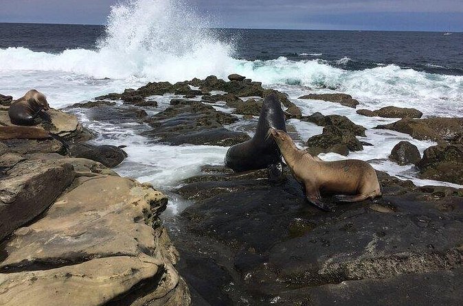 Full Day Private SD Tour from Downtown San Diego - Cross the Panoramic Coronado Bridge