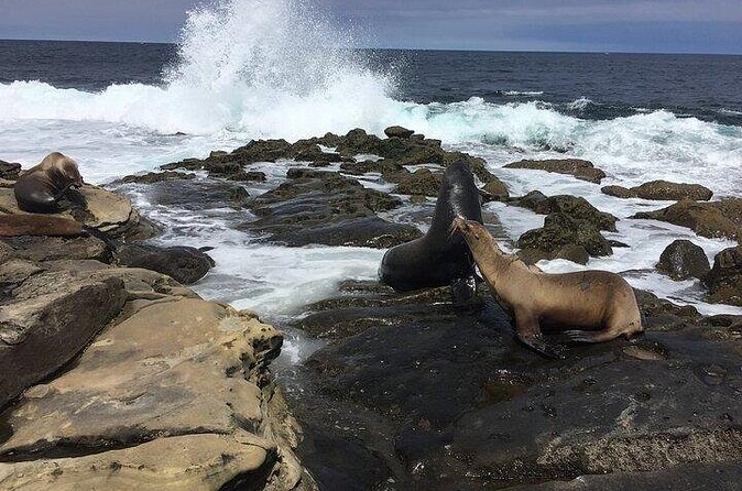 Full Day Private SD Tour from Leucadia - Encounter Sea Lions and Explore Tide Pools at La Jolla Cove