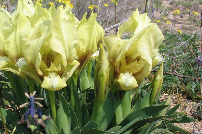 Full-Day Private Sightseeing Tour to the North of Varna - Botanical Gardens of Balchik: A Spectrum of Exotic Plants