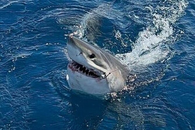 Full Day Private Sportfishing Charter in Fort Lauderdale - What You Need to Bring and What’s Not Included