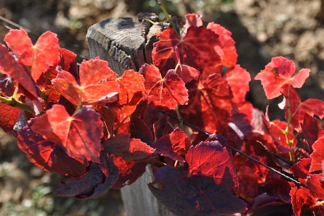 Full Day Private Tour 10 Premiers & Grands Crus, The Best of Burgundy - Exploring the Iconic Grands Crus Wine Road
