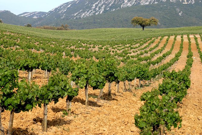 Full Day Private Tour - Arrábida Beaches and Azeitão Wine Region - What Makes This Tour Stand Out?