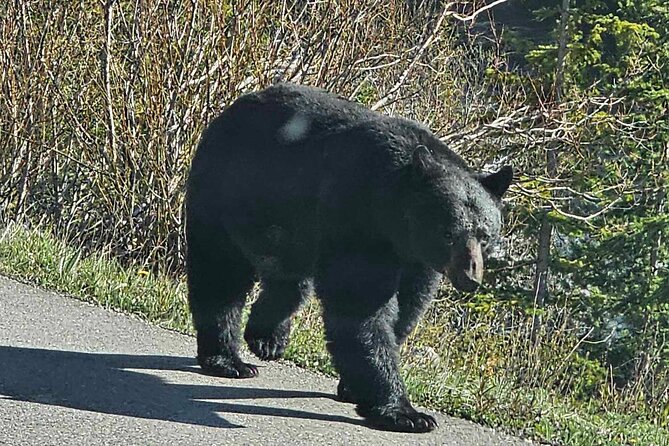 Full Day Private Tour Banff/Yoho Customized Sightseeing - Vermilion Lakes Viewpoint and Final Highlights