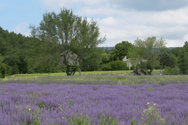 Full Day Private Tour from Avignon - How the Tour Is Tailored to Your Interests
