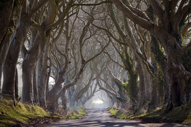 Full-day private tour from Game of Thrones Odyssey - The Enchanting Dark Hedges: A Mystical Tree Tunnel