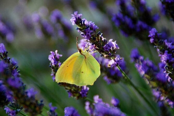 Full-day Private Tour Gorges du Verdon (LAVENDER JUNE 15/JULY 15) - Visiting the Charming Village of Moustiers Sainte-Marie