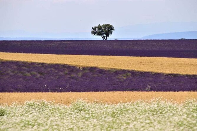 Full-day Private Tour Gorges du Verdon (LAVENDER JUNE 15/JULY 15) - Panoramic Views at Sainte-Croix-du-Verdon
