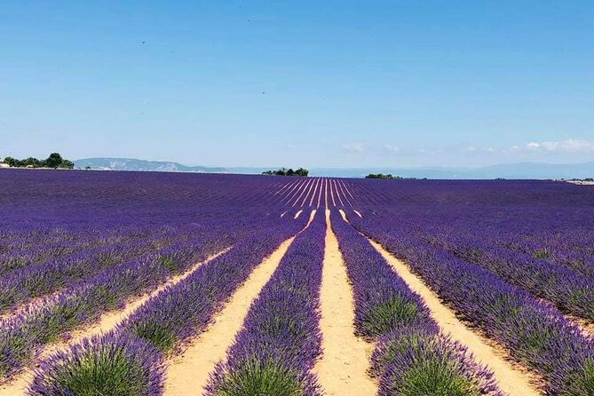 Full-day Private Tour Gorges du Verdon (LAVENDER JUNE 15/JULY 15) - Logistics and Group Experience