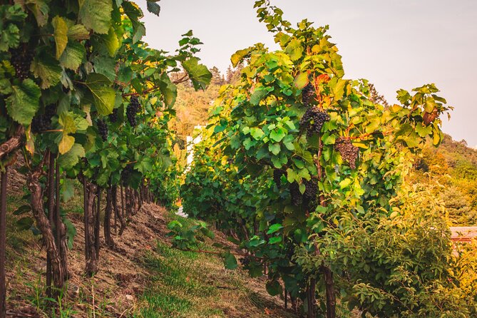 Full Day Private Tour to Kutná Hora with Wine Tasting - The Historic Heart of Kutná Hora: UNESCO World Heritage Sites