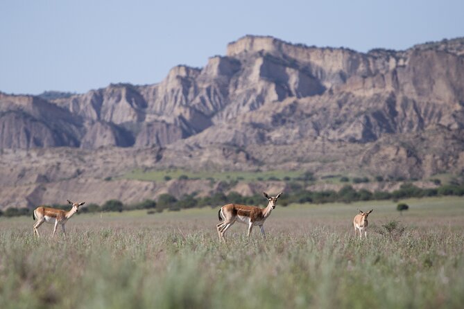 Full-Day Private Wilderness Tour in Vashlovani National Park - Why This Tour Stands Out in Georgia
