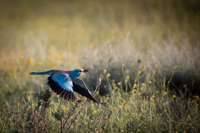 Full-day Private Wilderness tour in Vashlovani National Park - Key Points