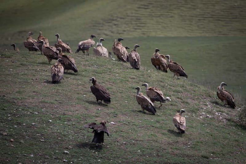 Full-day Private Wilderness tour in Vashlovani National Park - From the Border to the Savanna-Like Woodland