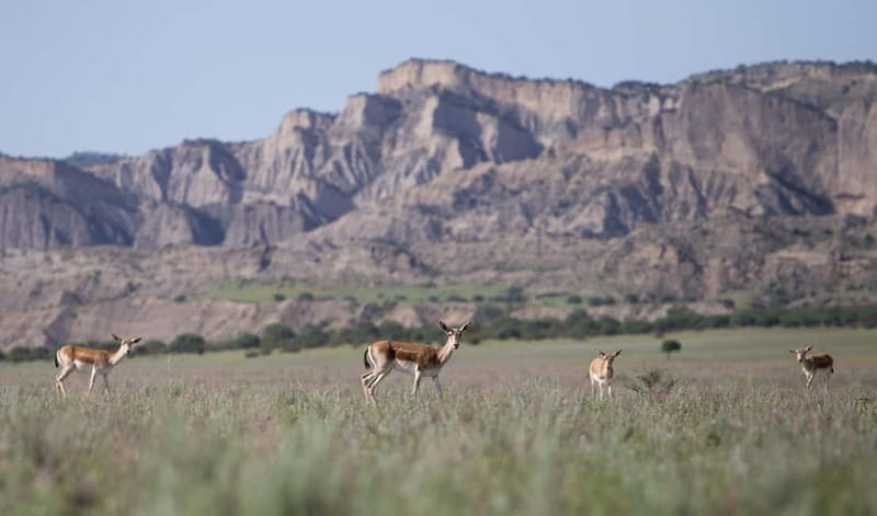 Full-day Private Wilderness tour in Vashlovani National Park - Practicalities and Included Amenities
