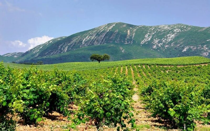 Full Day Private Wine Tour in Arrabida - Scenic Views and Photo Opportunities at Arrábida Natural Park