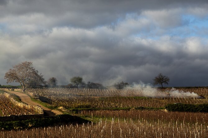 Full-Day Private Wine Tour in Côte de Beaune - A Gourmet Lunch in a Traditional Wine Village