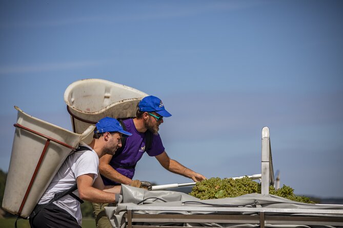 Full-Day Private Wine Tour in Côte de Beaune - Learning from a Burgundy Wine Expert