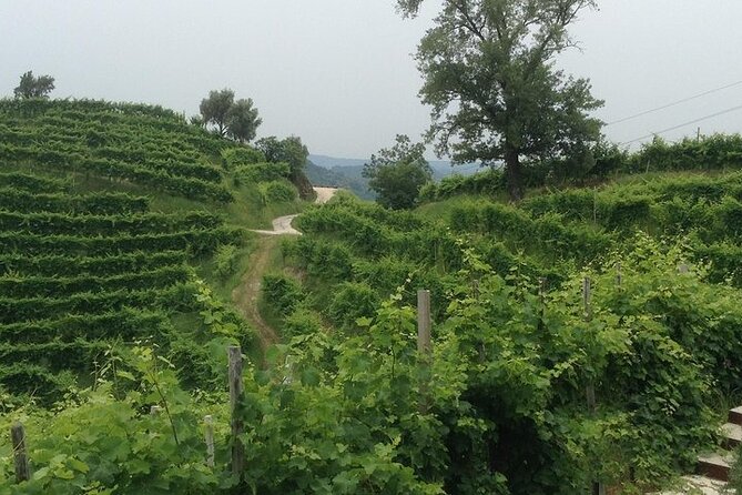 Full Day Prosecco Wine Tasting at Two Wineries from Venice - Scenic Drive and the Prosecco Hills