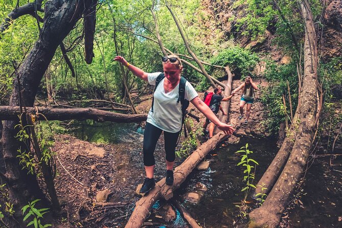 Full Day Rainforest Tour with Tasting and Swimming Time - Starting at Firgas, Known as the "City of Water"