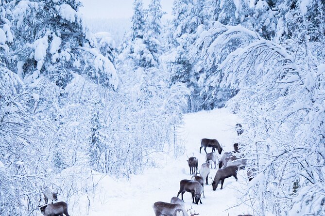 Full-Day Reindeer Tour with Pickup in Kiruna - Meeting the Reindeer Herder and Learning Sami Traditions