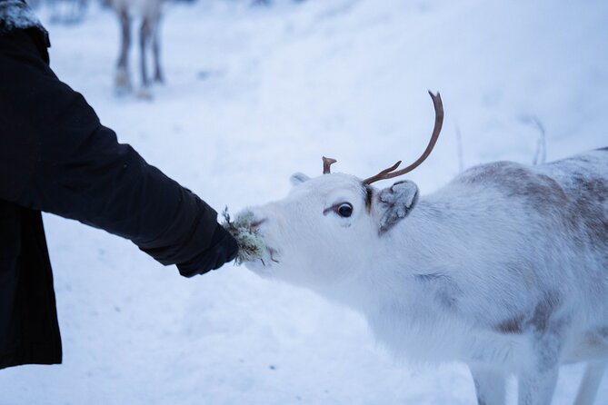 Full-Day Reindeer Tour with Pickup in Kiruna - Feeding the Reindeer and Caring for Animals