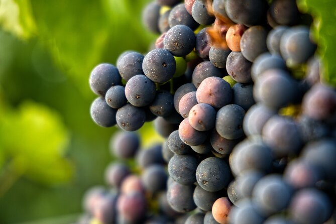 Full-Day Rioja Wineries Tour from Madrid with Pickup and Drop off - Detailed Itinerary Breakdown