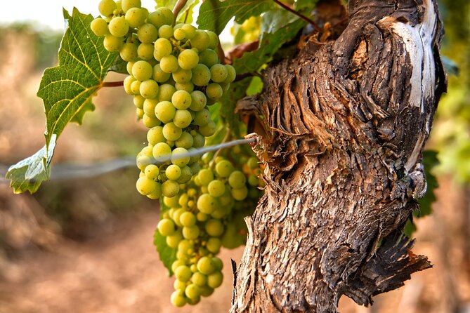 Full-Day Rioja Wineries Tour from Madrid with Pickup and Drop off - The Experience at Each Winery