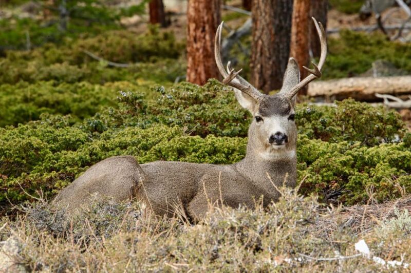 Full-Day RMNP Over the Top Tour - RMNPhotographer - Final Thoughts: Why Choose the Full-Day RMNP Over the Top Tour