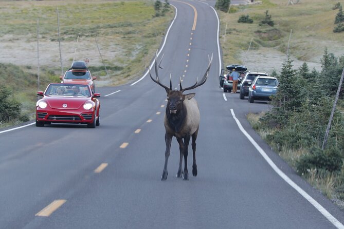 Full-Day Rocky Mountain National Park "Over The Top Tour" - RMNPhotographer - Wildlife Viewing Opportunities at Kawuneeche Valley