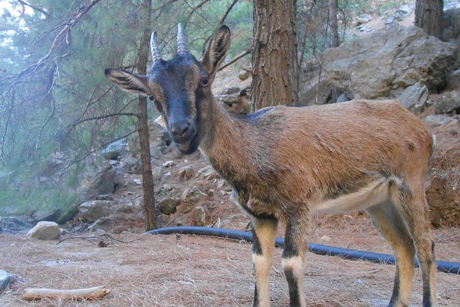 Full Day Samaria Gorge 10-Mile Walking Tour - Timing, Pacing, and Group Size Considerations