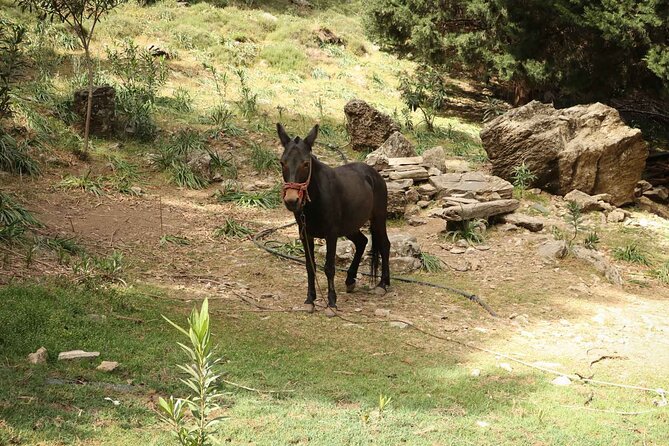 Full-Day Samaria Gorge Private Hiking Tour - Navigating the Narrow Passages and Cliffs
