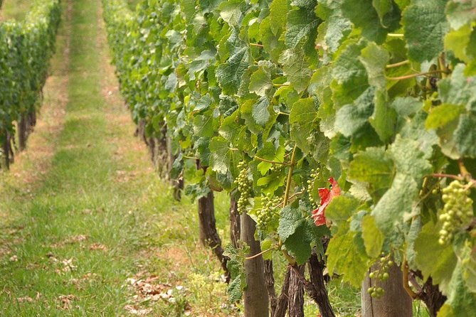 Full Day Small Group Pompeii Tour from Sorrento with Local Wine Tasting - Key Points