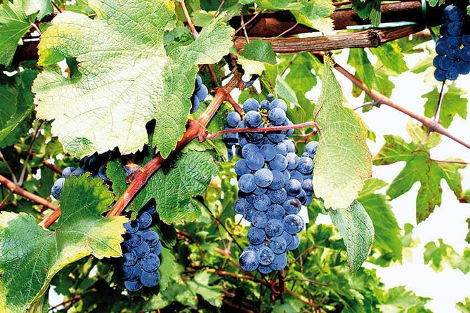 Full Day Small Group Pompeii Tour from Sorrento with Local Wine Tasting - Accessibility and Group Size Considerations