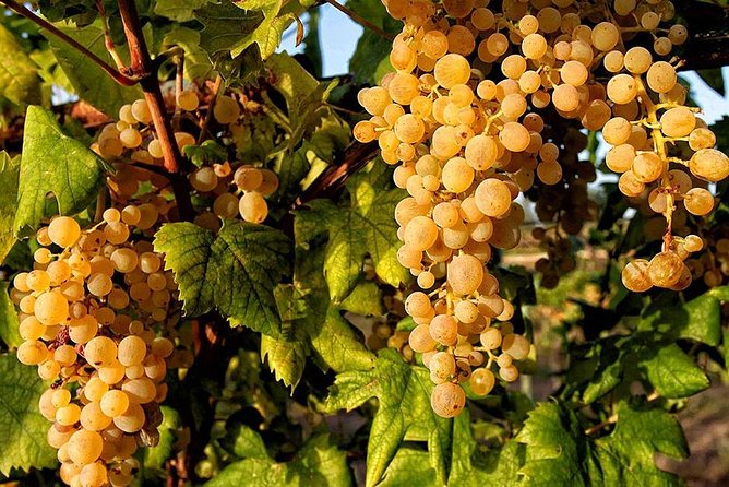 Full Day Small Group Pompeii Tour from Sorrento with Local Wine Tasting - Why This Tour Stands Out from Similar Experiences