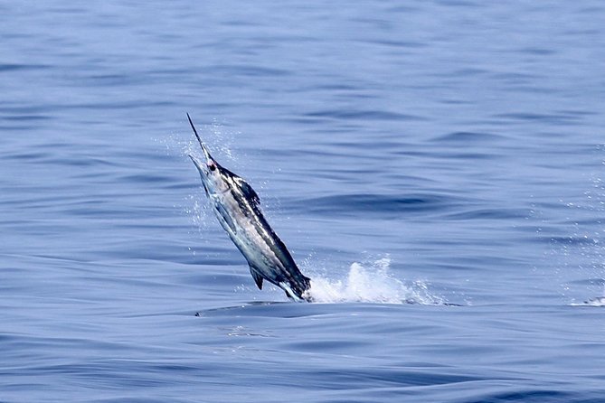 Full Day Sportsman/Enthusiast Charter - Discover the Full Day Sportsman/Enthusiast Charter on the Big Island of Hawaii