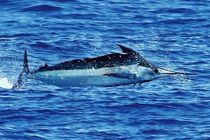 Full Day Sportsman/Enthusiast Charter - What to Expect During the 8-Hour Day at Sea