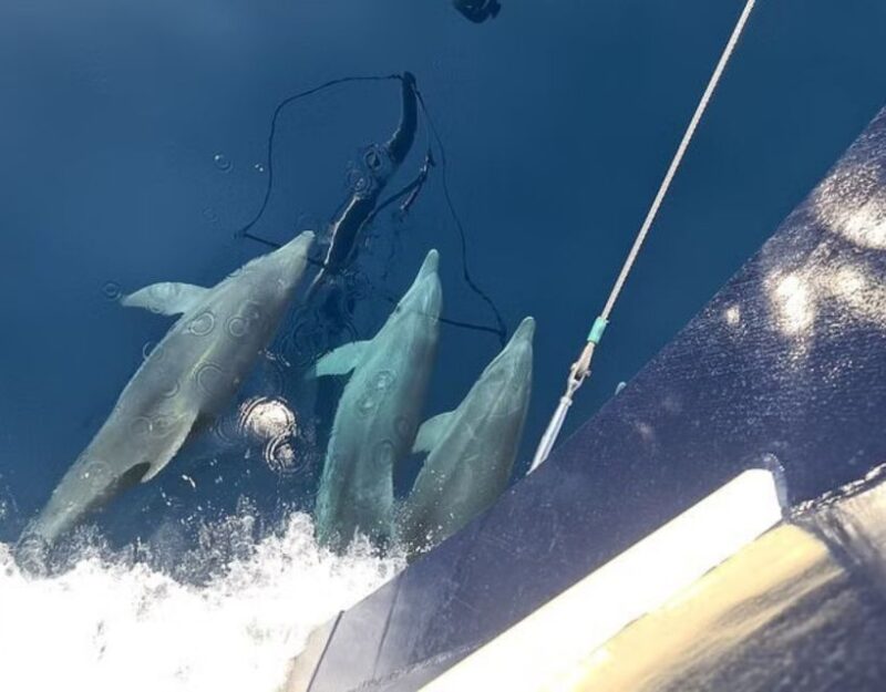 Full-Day Swimming and Snorkeling Tour in Split - Tasting a Freshly Prepared Lunch Onboard