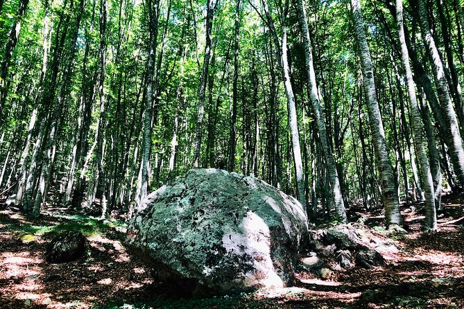 Full Day Tirana City & Dajti National Park, Private Tour - Hiking and Relaxing in Dajti National Park