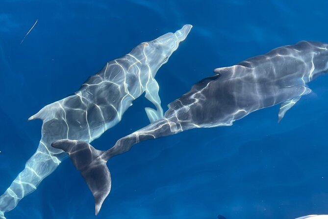 Full Day Tour Elafiti Island With Speedboat - Relaxing on Lopuds Sunj Beach