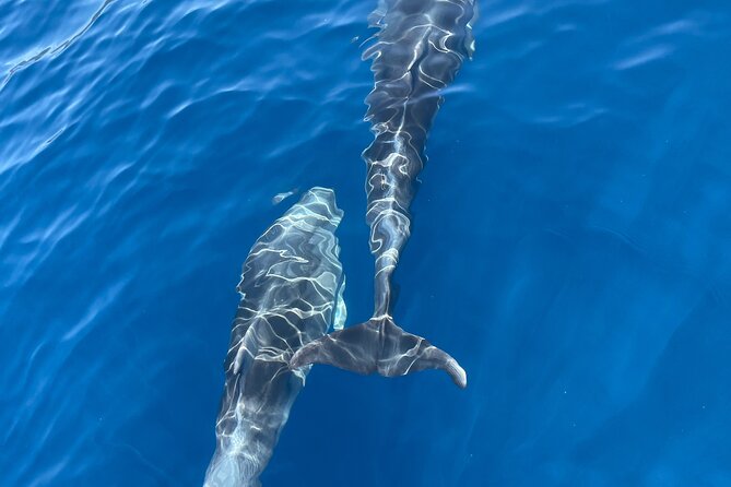 Full Day Tour Elafiti Island With Speedboat - Practicalities and Flexibility
