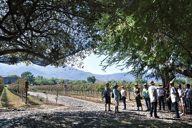 Full Day Tour in Finca Estramancia Vineyard with stop in Chapala - Why Choose This Tour?