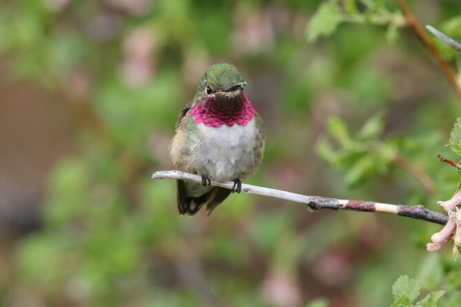 Full Day Tour in Rocky Mountain National Park Lunch Included - Key Points