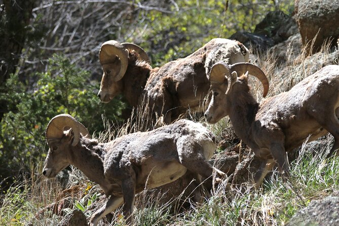 Full Day Tour in Rocky Mountain National Park Lunch Included - Rocky Mountain National Parks Off-the-Beaten-Path Hikes