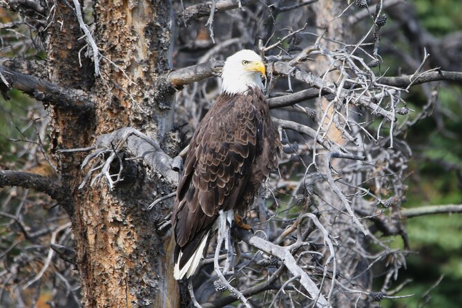 Full Day Tour in Rocky Mountain National Park Lunch Included - Practical Logistics and Comfort